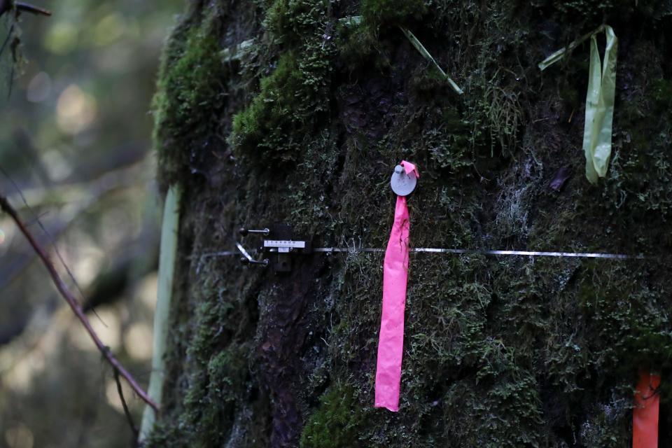 A dendrometer surrounds a Douglas fir tree that died as a result of insect damage following heat stress in the Willamette National Forest.