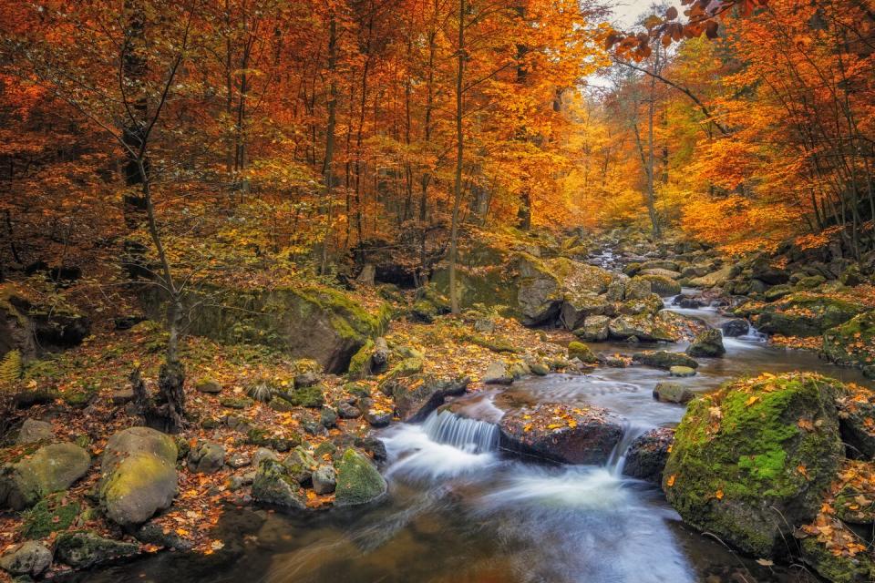 <p>A stream runs through Harz National Park in Germany.</p>