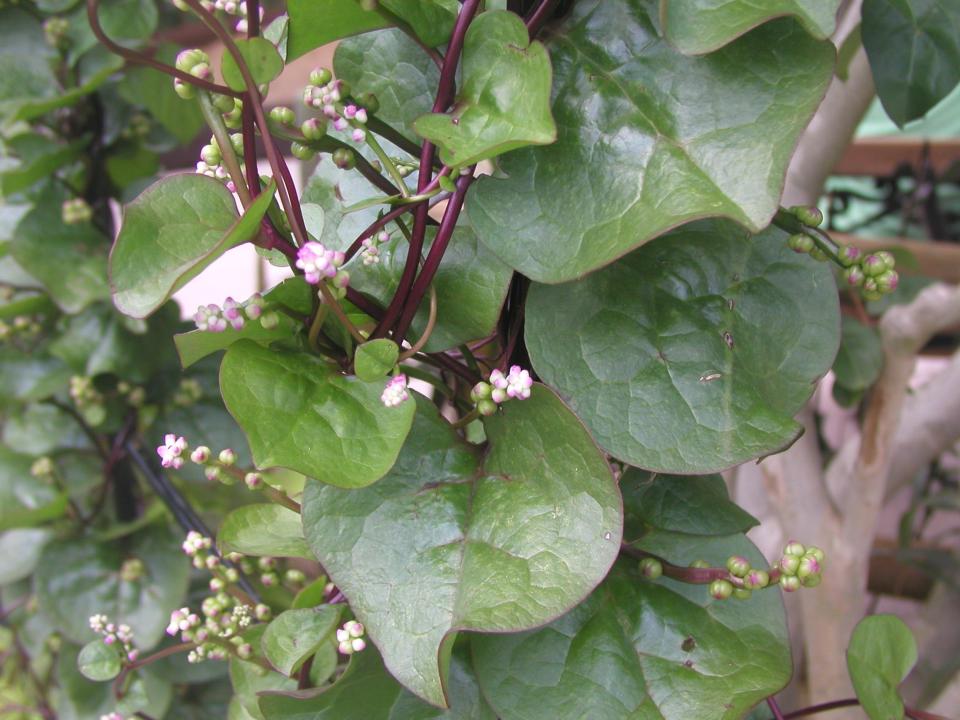 Malabar spinach, Basella alba ‘Rubra’, is a red stemmed vine that can be trained to grow on a trellis or along a fence.