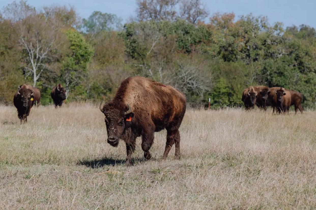 A herd of bison graze at the GP Ranch in Sulphur Springs. Five bison were gifted to Pogue as part of an effort to revitalize bison populations and provide resources for Native American ranchers and producers.