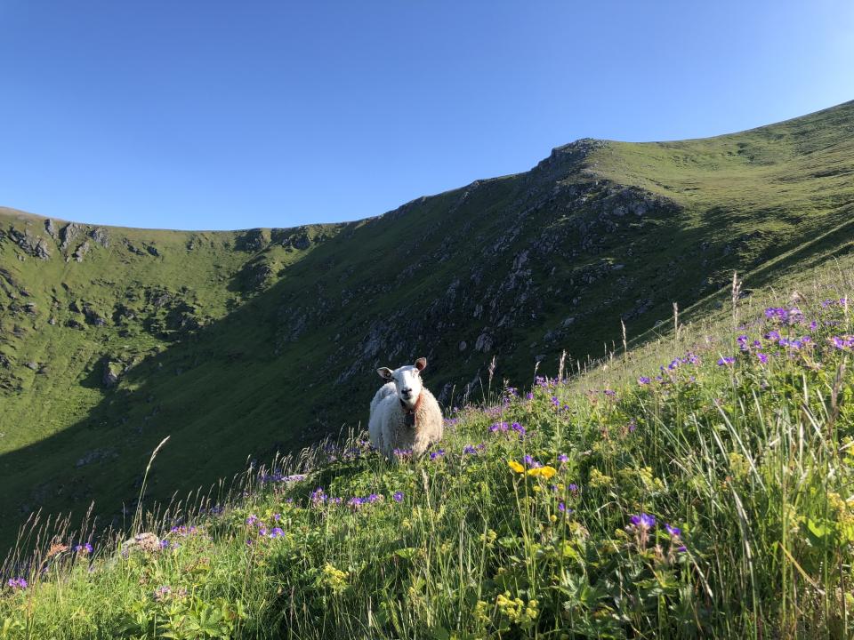 A sheep grazing on the side of Måtinden