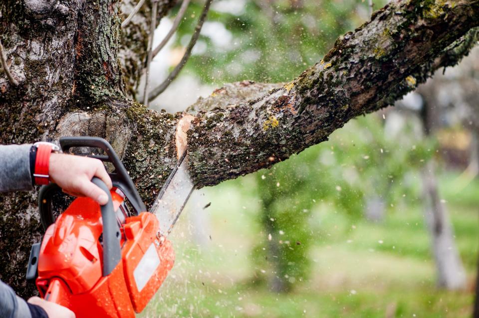 The Etowah County Extension Office will hold a pruning and chainsaw safety workshop on Sept. 6 at the Kiwanis Pavilion.