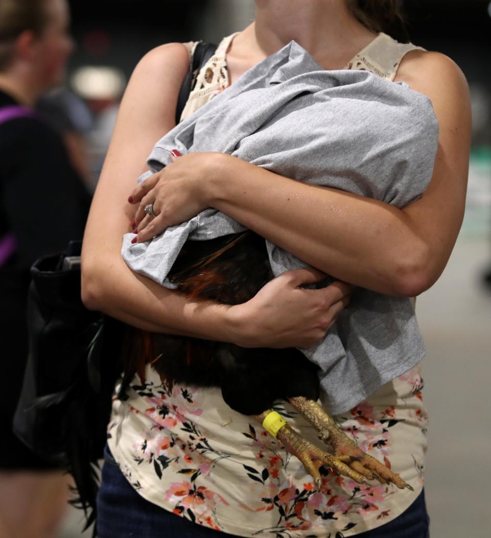 A bird before it participates in the Rooster Crowing contest this year at the Kentucky State Fair.Aug. 18, 2022