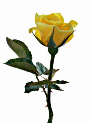 <div class="caption-credit"> Photo by: iStockphoto</div><b>Be Thankful Your Thorns Have Roses <br></b> "Some people are always grumbling because roses have thorns; I am thankful that thorns have roses." ~ Alphonse Karr No one is perfect. It's easy to get hung up on the thorns. Take a moment to step back and look at the whole picture. Don't lose sight of the beauty in what you have. Yes, as beautiful as roses are even they have thorns but that doesn't keep us from loving them. Not to mention, thorns force us to handle roses with a little extra care.