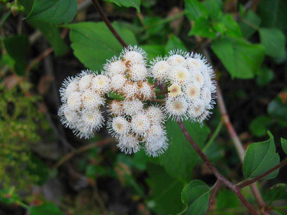 Snakeroot plant