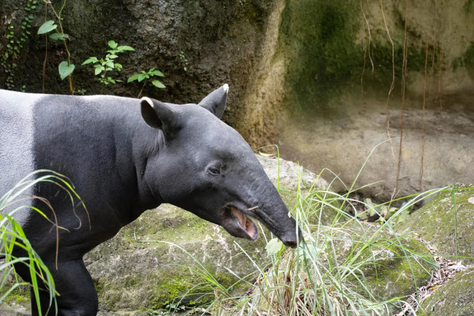 <strong>馬來貘是瀕臨滅絕的物種，全世界動物園持續推動馬來貘域外族群管理。（圖／翻攝畫面）</strong>