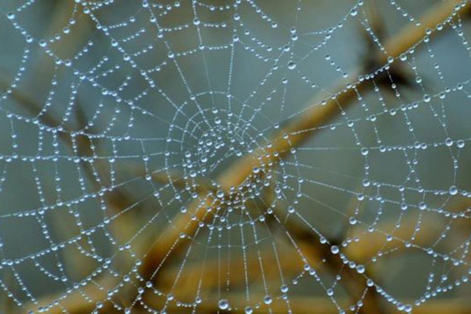 La seda de telaraña es uno de los productos naturales más flexibles y resistentes. (Foto: cortesía La Nación).