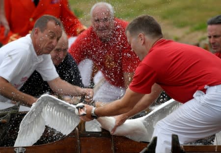 Officials record and examine cygnets and swans during the annual census of the Queen's swans, known as 'Swan Upping', along the River Thames in London