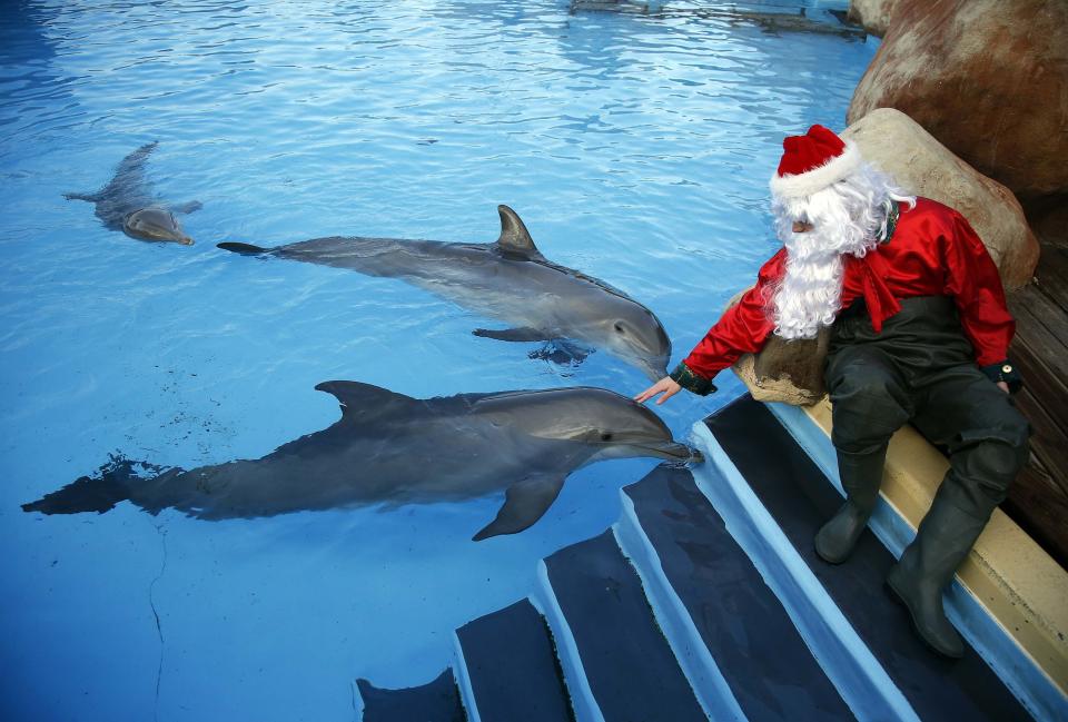 A man dressed as Santa Claus pets dolphins at the Marineland Aquatic Park as part of Christmas holiday season preparations in Antibes, southeastern France, December 12, 2013. REUTERS/Eric Gaillard (FRANCE - Tags: SOCIETY ANIMALS)