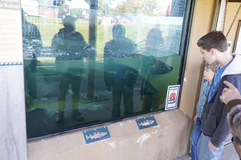 Visitors look at chinook and coho salmon swimming in a processing pool at the Root River Steelhead Facility in Racine.