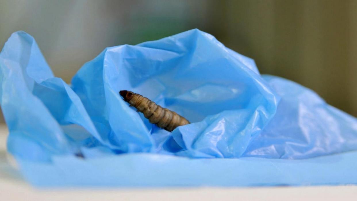 Imagen de una oruga de la especie capaz – o no – de comer plástico sobre una bolsa de este material.
