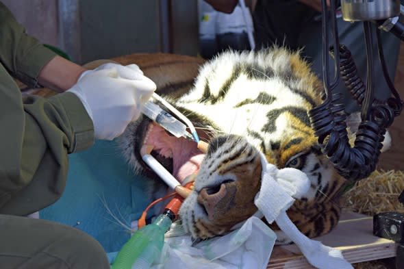 Tiger toothache cured by brave dentist at Bristol zoo