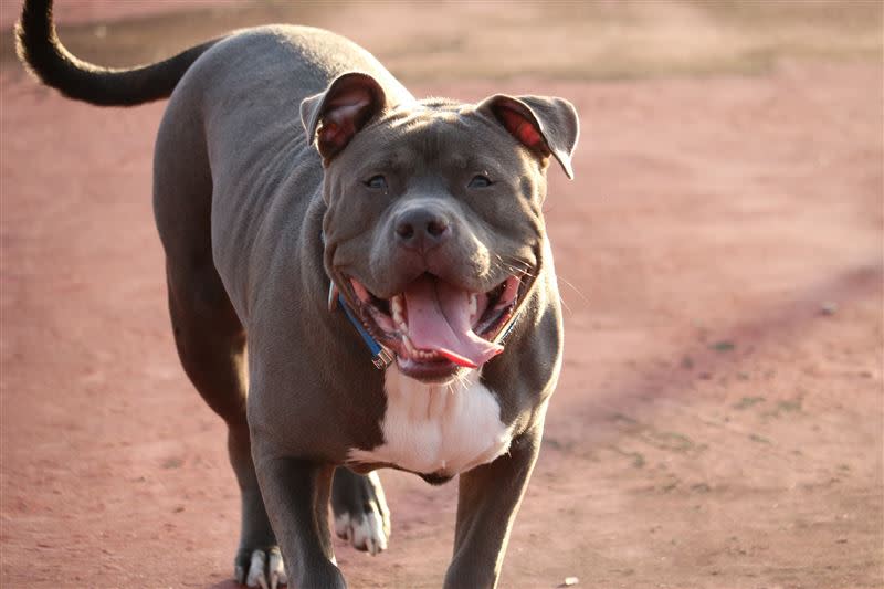 英國發生飼主遭寵物犬咬亡的悲劇。（示意圖／翻攝自Pixabay）