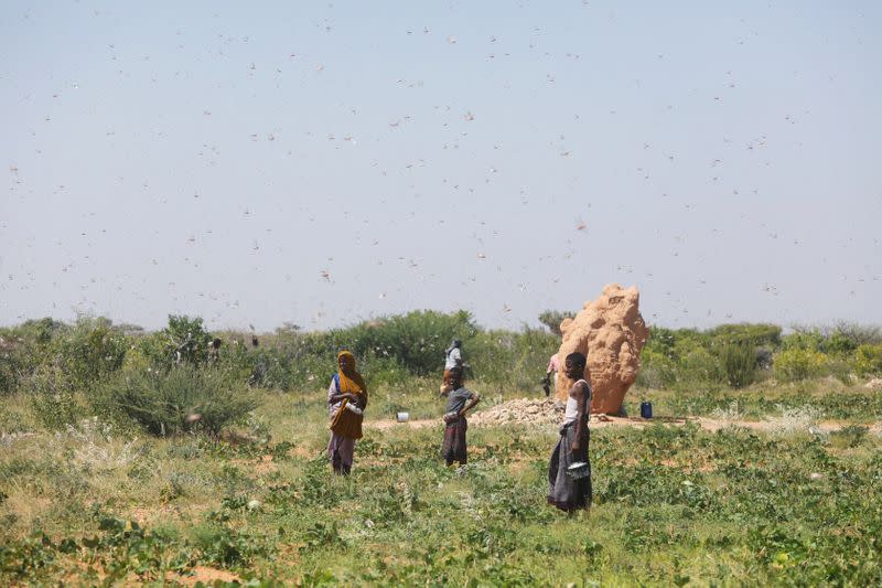 Somali farmers watch as desert locusts fly in a grazing land on the outskirt of Dusamareb in Galmudug region