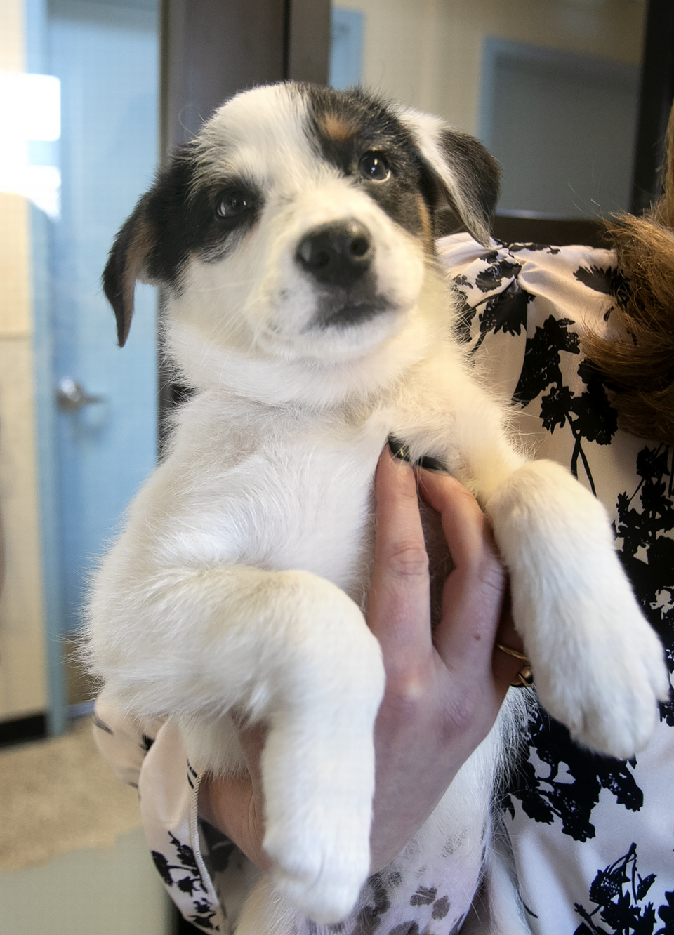 The number of puppies at Woods Humane Society in San Luis Obispo and Atascadero has tripled in 2023 as owners surrender unwanted dogs. Woods CEO Emily L’Heureux holds one of four belonging to a cute “mutt” named Gracie.