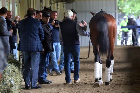 Jun 2, 2015; Elmont, NY, USA; American Pharoah walks the barn with trainer Bob Baffert at Belmont Park. Mandatory Credit: Anthony Gruppuso-USA TODAY Sports