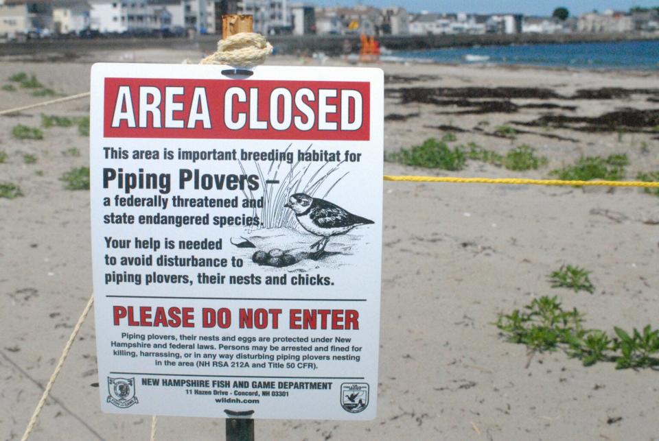 Parts of Hampton Beach State Park are sectioned off where threatened piping plovers are nesting for the season.