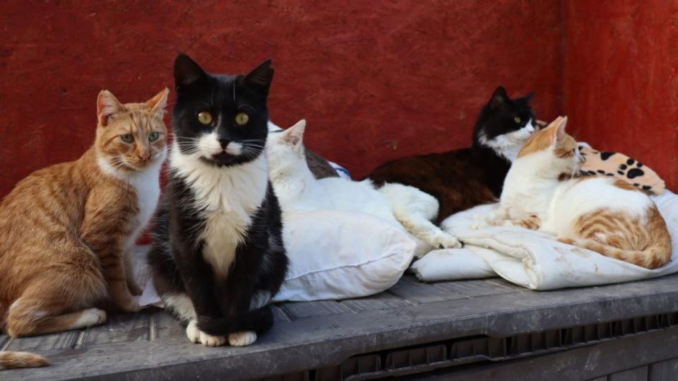 Les gendarmes ont retrouvé 22 chats, 2 chiens et 2 rats chez une habitante de Nant dans l'Aveyron. Ils auraient tous été volés...