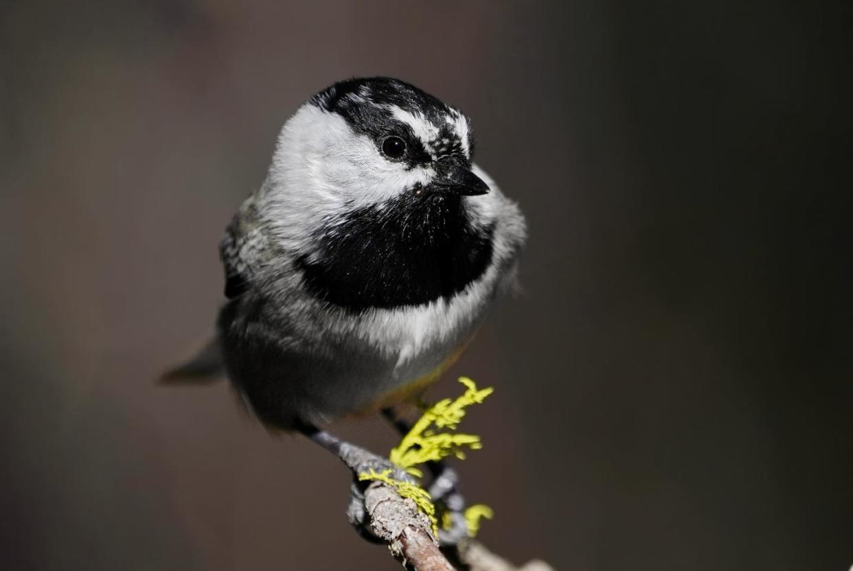 Mountain chickadees struggle with snow extremes. Benjamin Sonnenberg