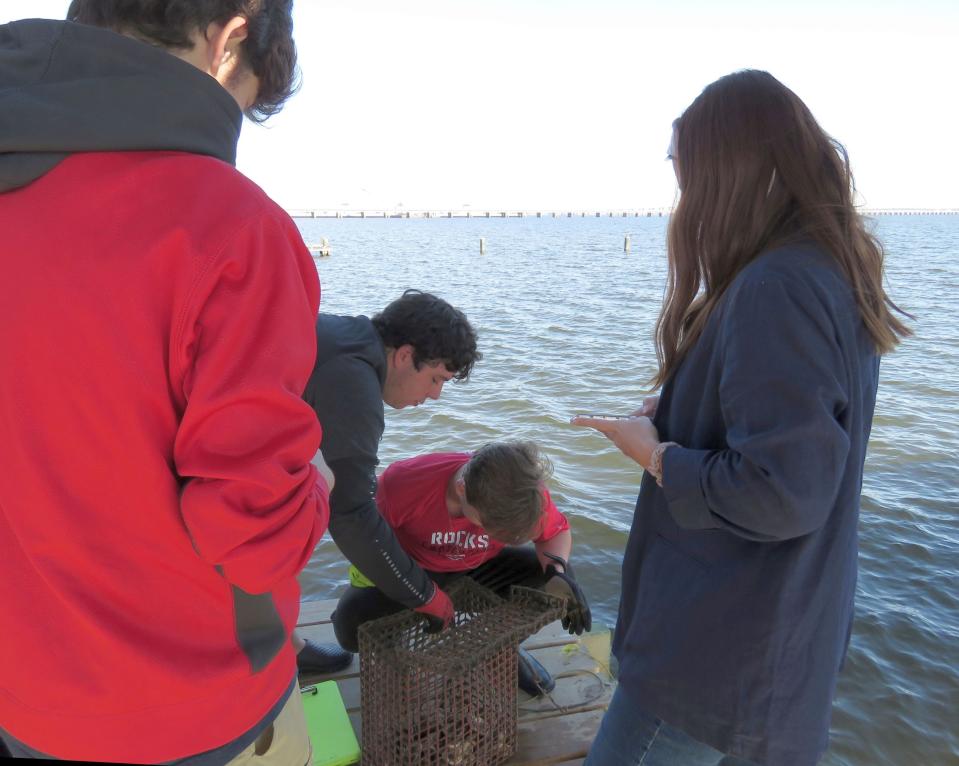 St. Stanislaus HIgh School seniors Dayton Hall, left, and Jackson Mountjoy prepare to remove oyster shells from a wire cage to measure any baby oysters attached to them at the school's oyster garden in Bay St. Louis, Miss. on Monday, Nov. 15, 2021. St. Stanislaus is among more than 50 locations in Mississippi and more than 1,000 along U.S. coasts where volunteers grow oysters to help restore reefs. (AP Photo/Janet McConnaughey)