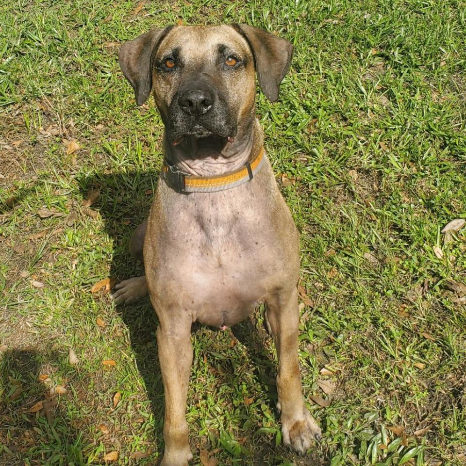 Tarzan is a strong, working dog breed who is house trained, great on a leash, food and toy motivated and, believe it or not, a couch potato. He is a fence climber and has allergies. He gets along with adults and kids but not other animals. Oh, and he loves the water.