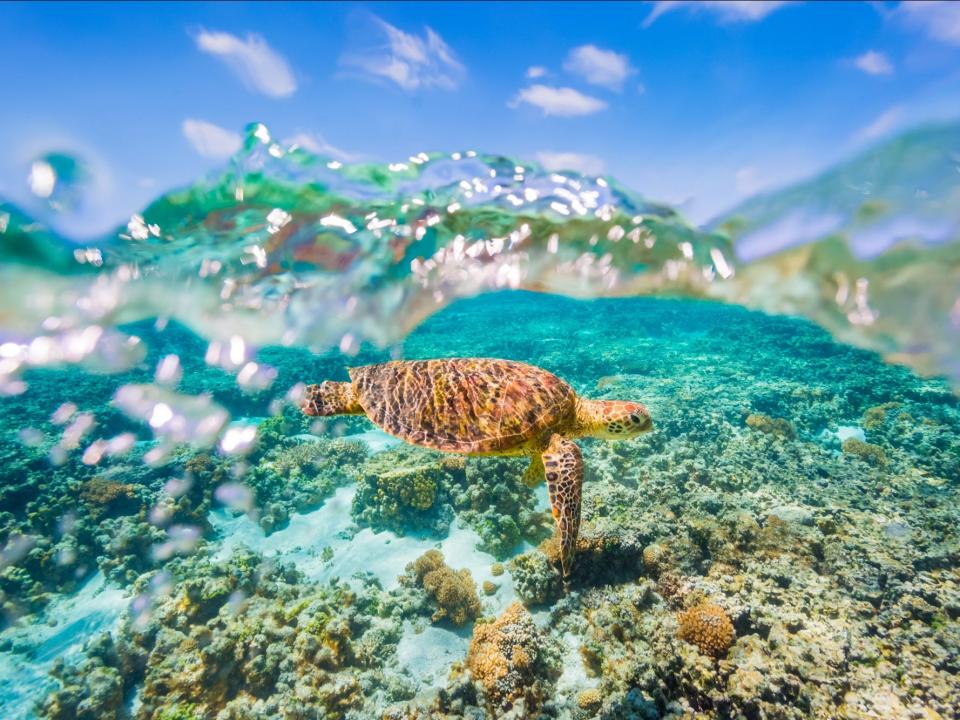 great barrier reef  turtle