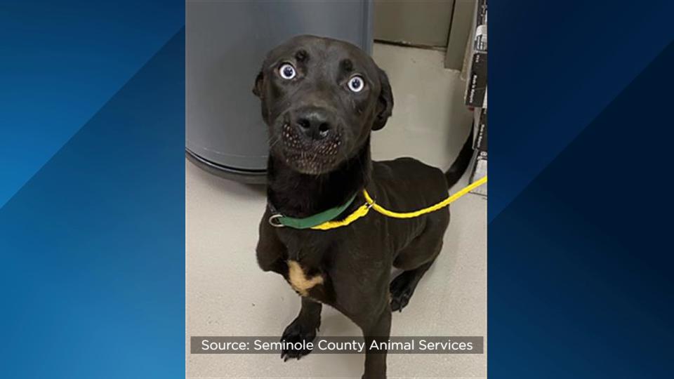 Seminole County Animal Services announced Friday that the shelter is over capacity and offering $5 dog adoptions to help make room.