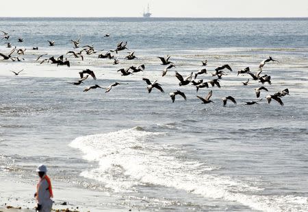 Pelicans fly near a crew member at Refugio State Beach after a massive oil spill on the California coast in Goleta, California May 22, 2015. REUTERS/Jonathan Alcorn