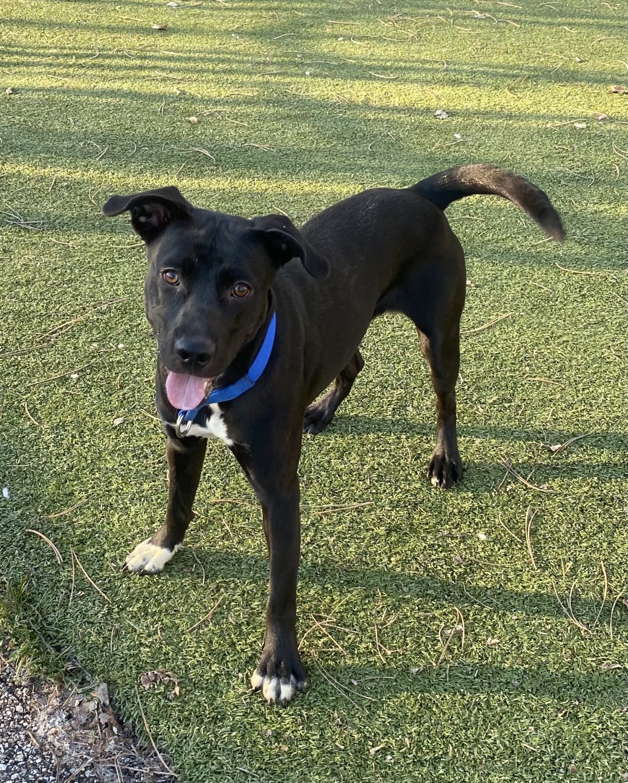 Godiva, one of the dogs available to foster at the Humane Society of Summit County.