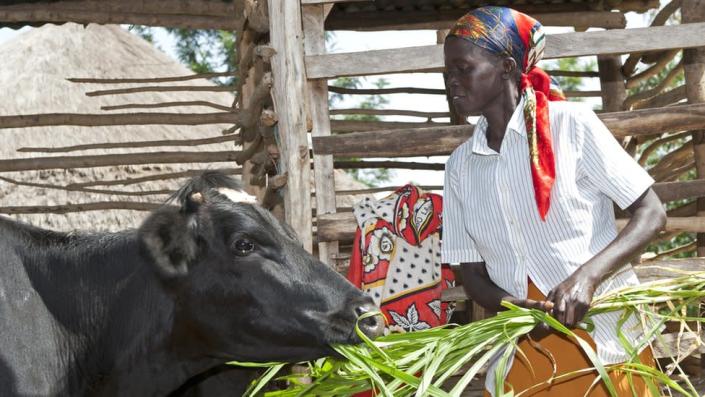 Dame kenyane nourrissant sa vache laitière avec de l'herbe à éléphant