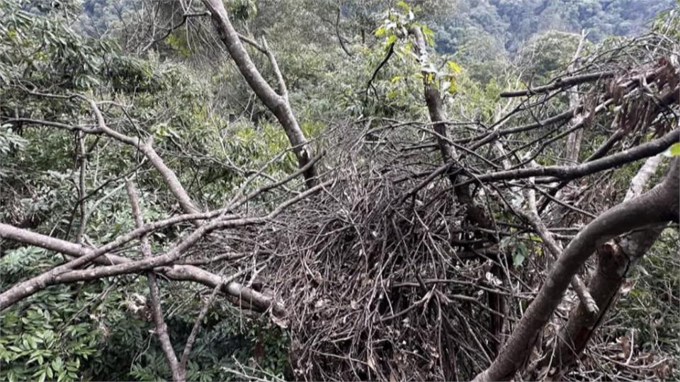 大雪山驚見「熊窩」　台灣黑熊爬樹上築4窩