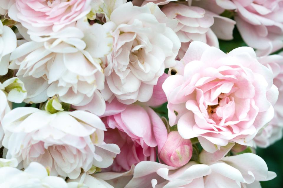 Light Pink and White Roses