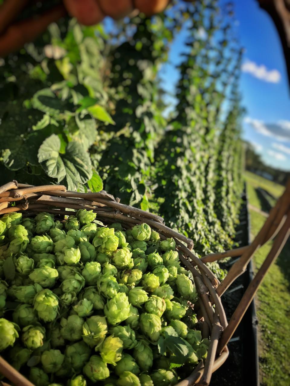 Hops growing at Southern Fresh Farms in south Fort Myers