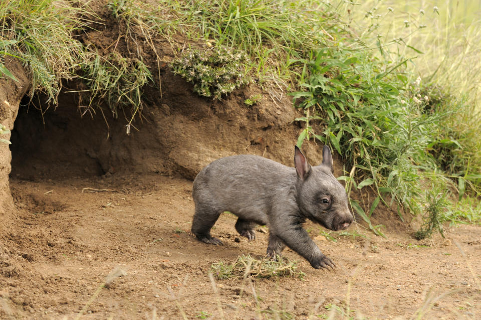 Southern hairy-nosed wombats are known to have extensive burrow systems. Source: Getty