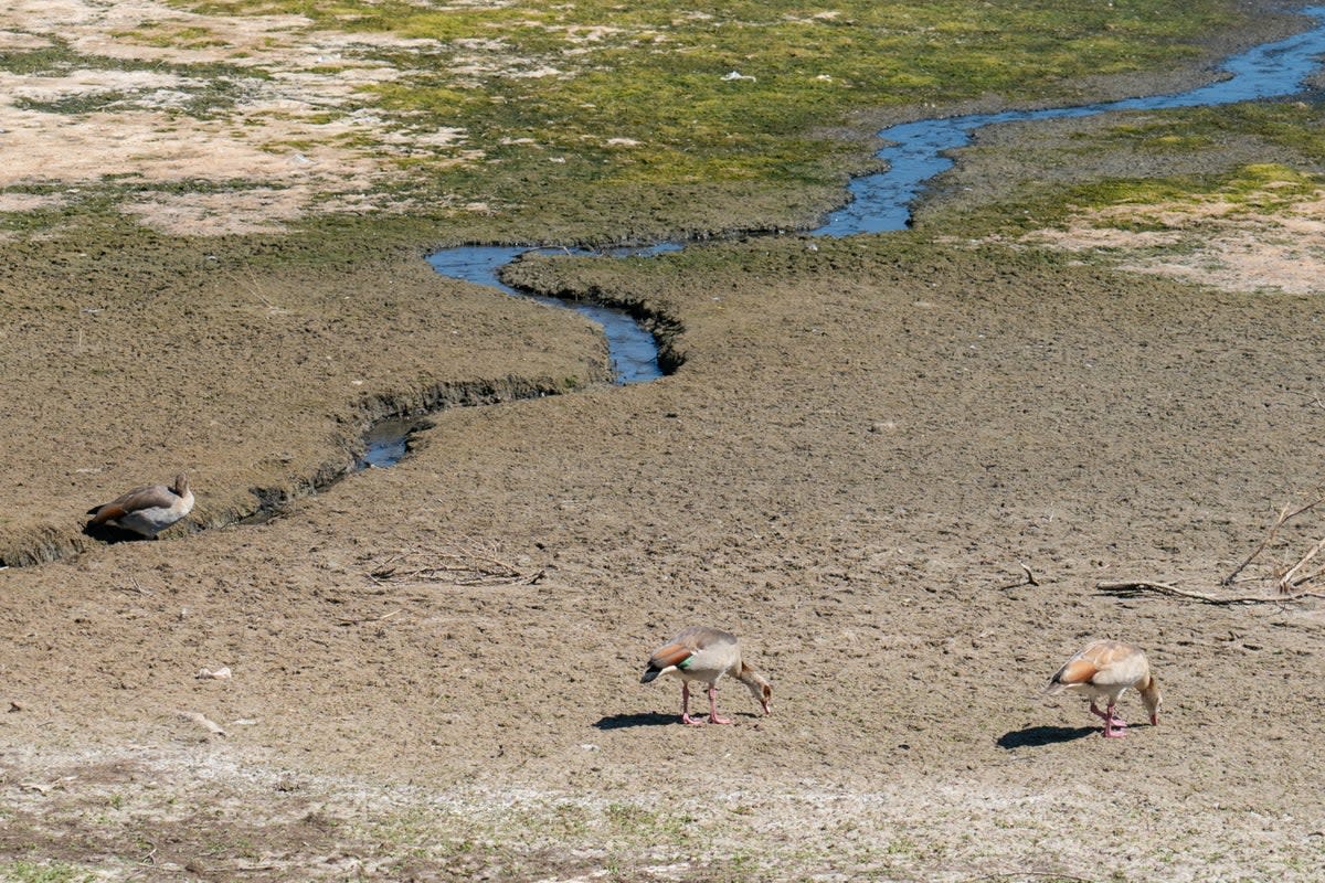 Wildfowl forage for food on the dried up foreshore of Hanningfield Reservoir, in Essex (Dominic Lipinski/PA) (PA Wire)