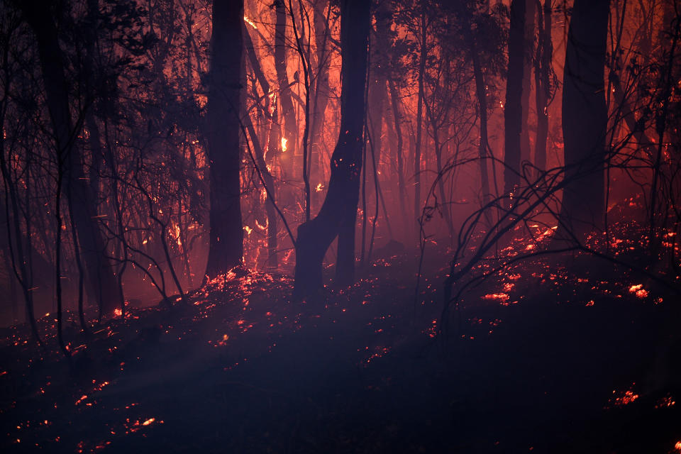 Embers cover the ground in a bush in Woodford