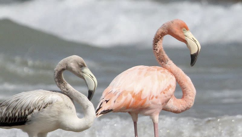 Flamingos stand by the water along a Lake Michigan beach on Friday, Sept. 22, 2023, in Port Washington, Wis. The American flamingos spotted Friday at the beach, about 25 miles north of Milwaukee, marked the first sighting of the species in Wisconsin state history, said Mark Korducki, a member of the Wisconsin Society for Ornithology.