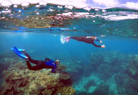 FILE PHOTO: Tourists snorkel in an area called the 'Coral Gardens' at Lady Elliot Island, located north-east from the town of Bundaberg in Queensland, Australia, June 11, 2015. REUTERS/David Gray/File Photo