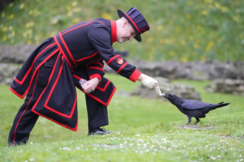 Barney Chandler, newly appointed ravenmaster feeds one of the ravens at The Tower of London in London