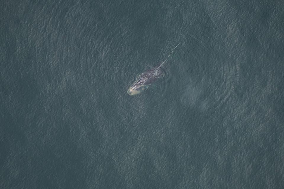 The New England Aquarium aerial team got this photo of the right whale Snow Cone, a critically entangled individual, about 15 nautical miles south of Nantucket on Sept. 21, 2022.