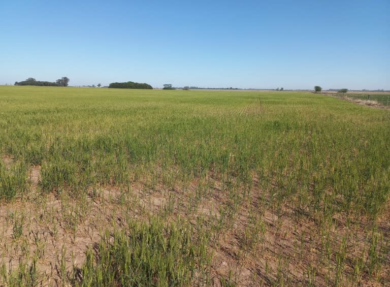 Un lote de trigo en la zona de Cepeda, provincia de Santa Fe