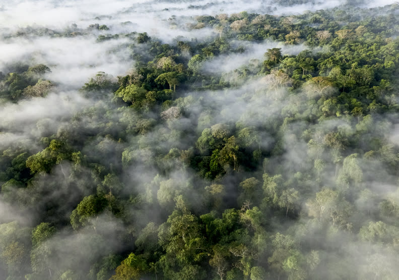 哥斯大黎加熱帶雨林擁有超過十萬種不同生物與植物，為地球上物種最多的森林。BBC Earth