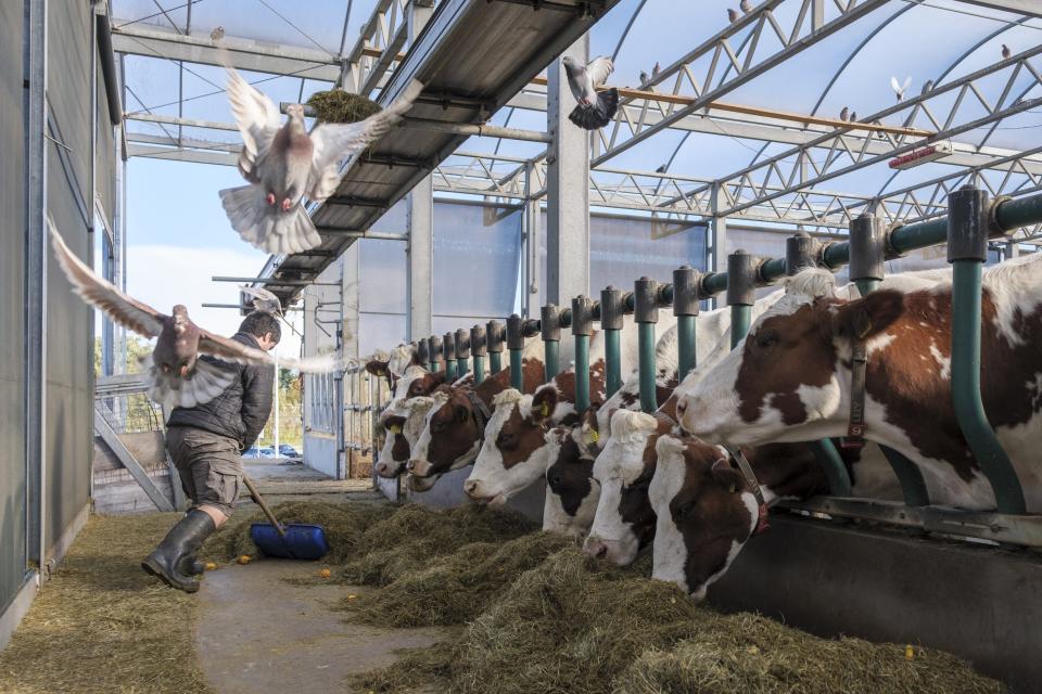 Cows eat at the Floating Farm on Nov. 7 2023, in Rotterdam, Netherlands. The farm’s owners say the extreme weather spurred by climate change — heavy rainfall and flooding of cities and farmland — makes the farm's approach climate-adaptive to feed those cities. (AP Photo/Patrick Post)