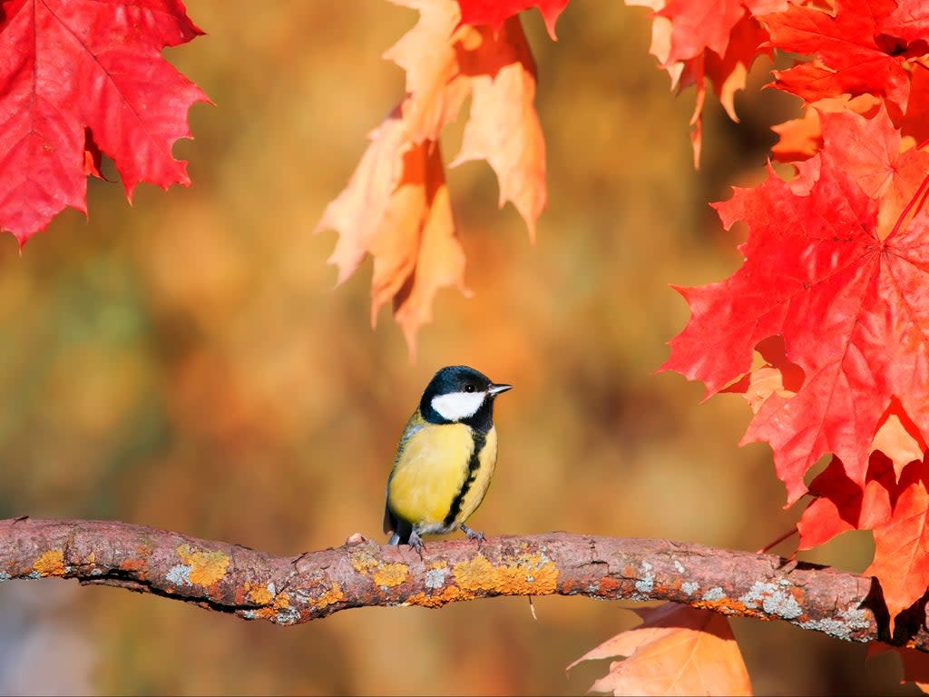 Songbirds are getting smaller as greenhouse gas emissions push temperatures up,  but some species with relatively larger brains are adapting to the changes, scientists say (Getty )