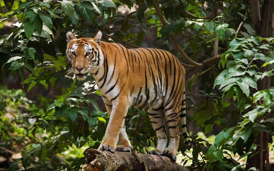 There were 114 Royal Bengal tigers in 2008 in Bangladesh, according to a government census, a sharp dip from the 440 tigers tallied in 2004.   - Anders Blomqvist 