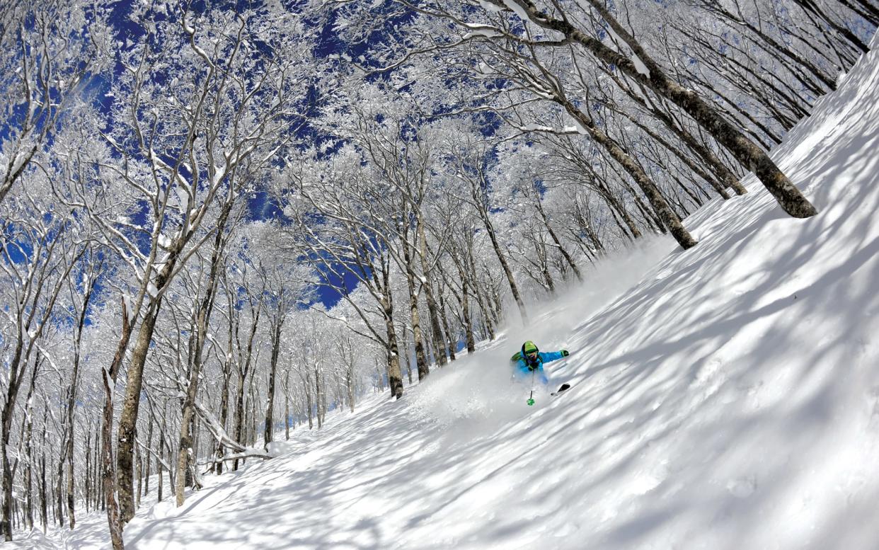 Floating through the white-fluffed boughs of a classic powder-and-birch trees snow-scape is fantasy fulfilment for many on a trip to Japan - 