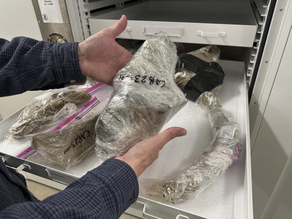 North Dakota Geologic Survey Paleontologist Jeff Person examines mammoth bones wrapped in plastic in a drawer at the Geologic Survey office in Bismarck, N.D., Tuesday, Dec. 19, 2023. Coal miners at the Freedom Mine near Beulah, N.D., dug up a 7-foot mammoth tusk in May 2023. Paleontologists called to the site subsequently found more than 20 mammoth bones overall. (AP Photo/Jack Dura)