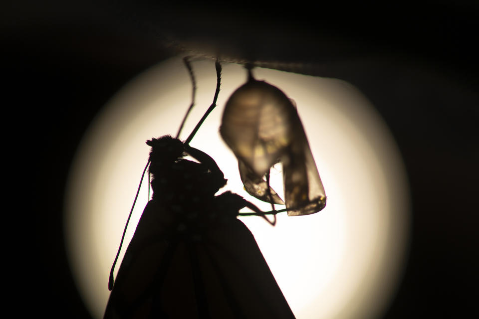 A monarch butterfly is silhouetted suspended near its empty chrysalis soon after emerging in Washington, Sunday, June 2, 2019. Farming and other human development have eradicated state-size swaths of its native milkweed habitat, cutting the butterfly's numbers by 90% over the last two decades. It is now under considered for listing under the Endangered Species Act. (AP Photo/Carolyn Kaster)