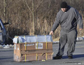 The driver of a pickup transporting monkeys pulls a crate of monkeys off of state Route 54 at the intersection with Interstate 80 near Danville, Pa., Friday, Jan. 21, 2022, after the pickup and trailer were hit by a dump truck. They were transporting 100 monkeys and several were on the loose at the time of the photo. (Jimmy May/Bloomsburg Press Enterprise via AP)