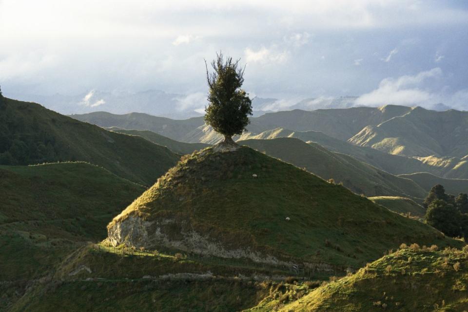 <p>A lone tree stands upon a hilltop in Wanganui, New Zealand // 1996</p>